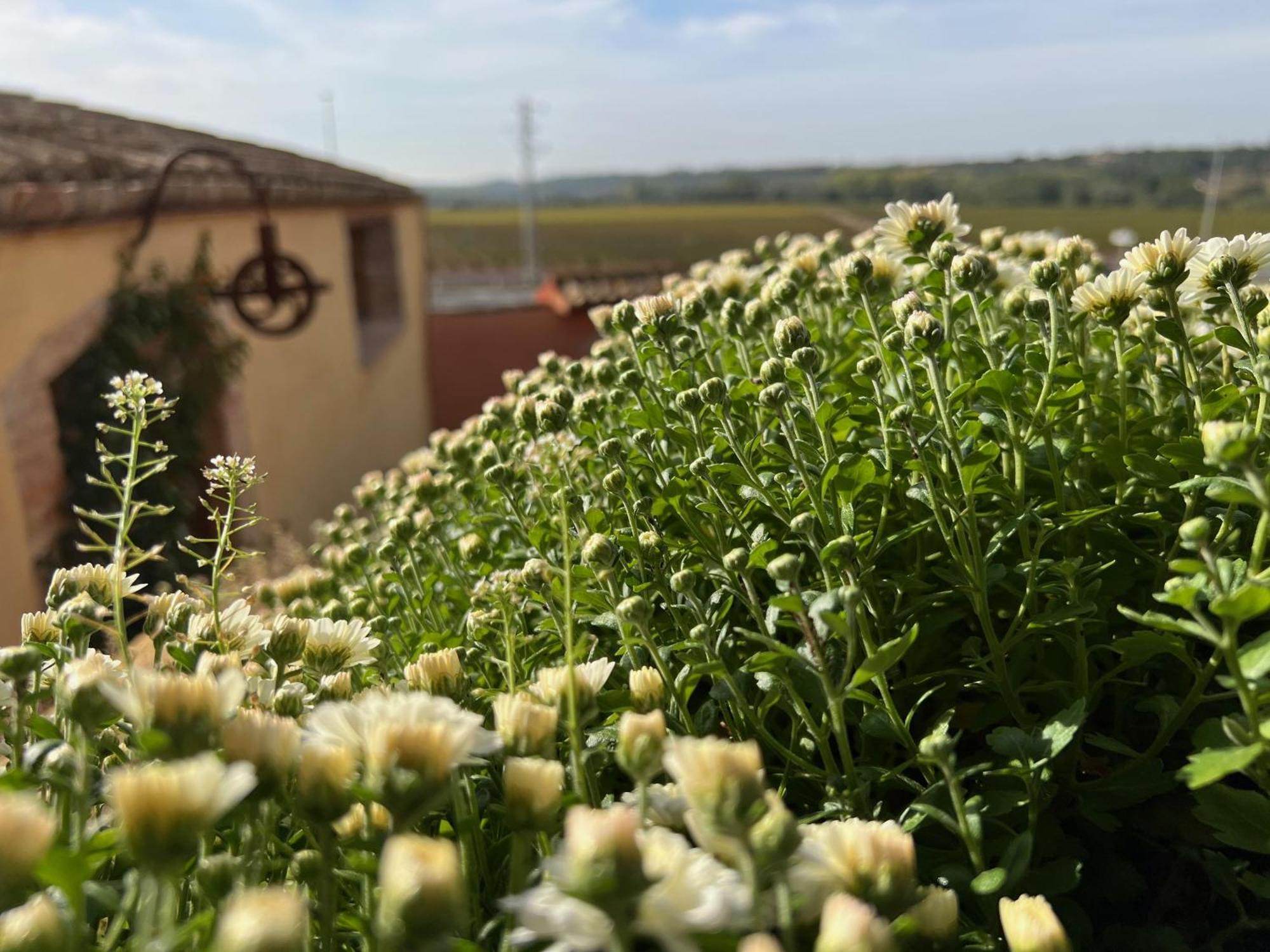 Les Vinyes Alojamiento Rural Boutique & Spa Vilardida Εξωτερικό φωτογραφία